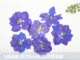 Feiyan Deep Purple 12 цветов