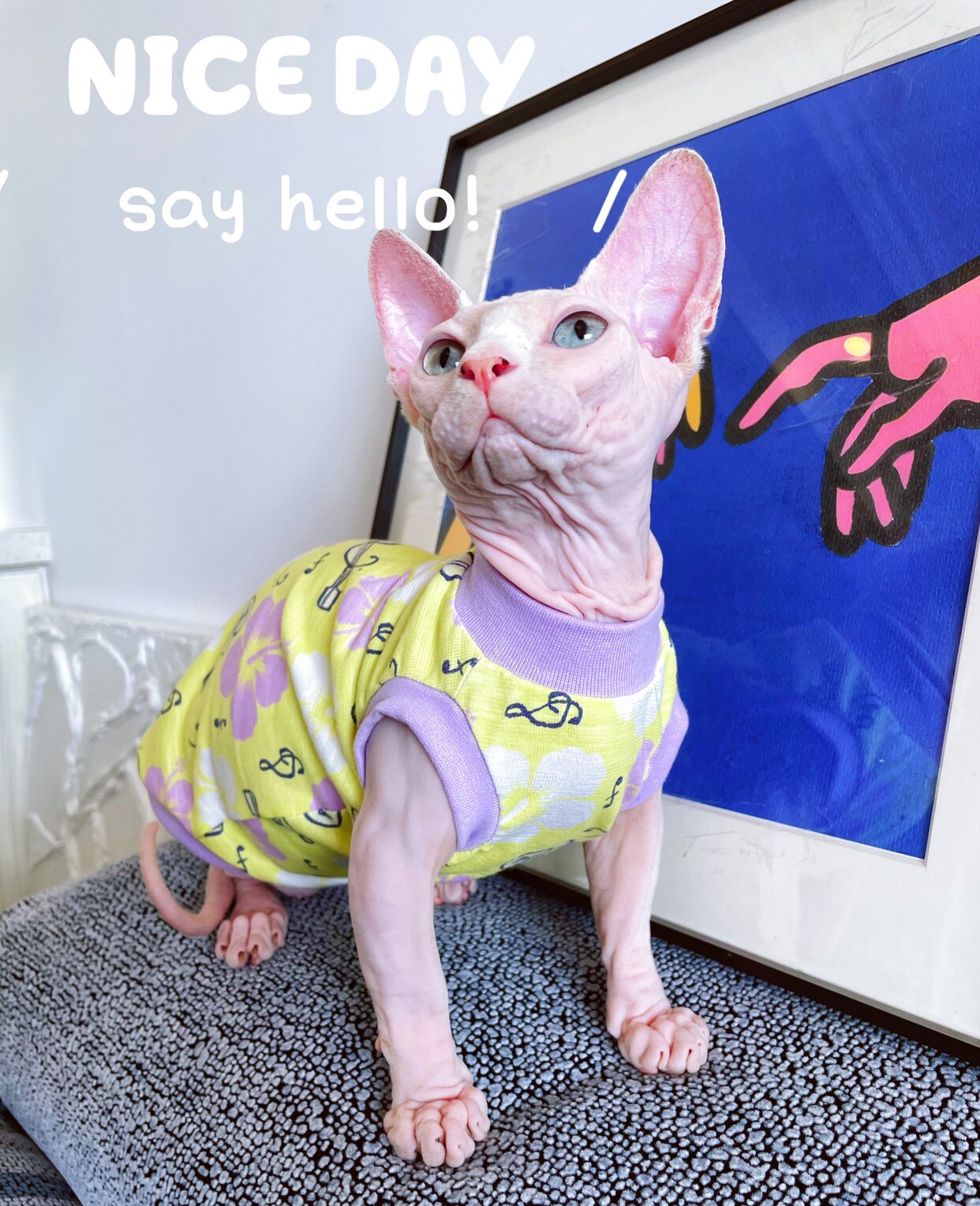 Cream is a hairless cat Spinx German pet cat thin cotton bamboo cotton hole vest breathable