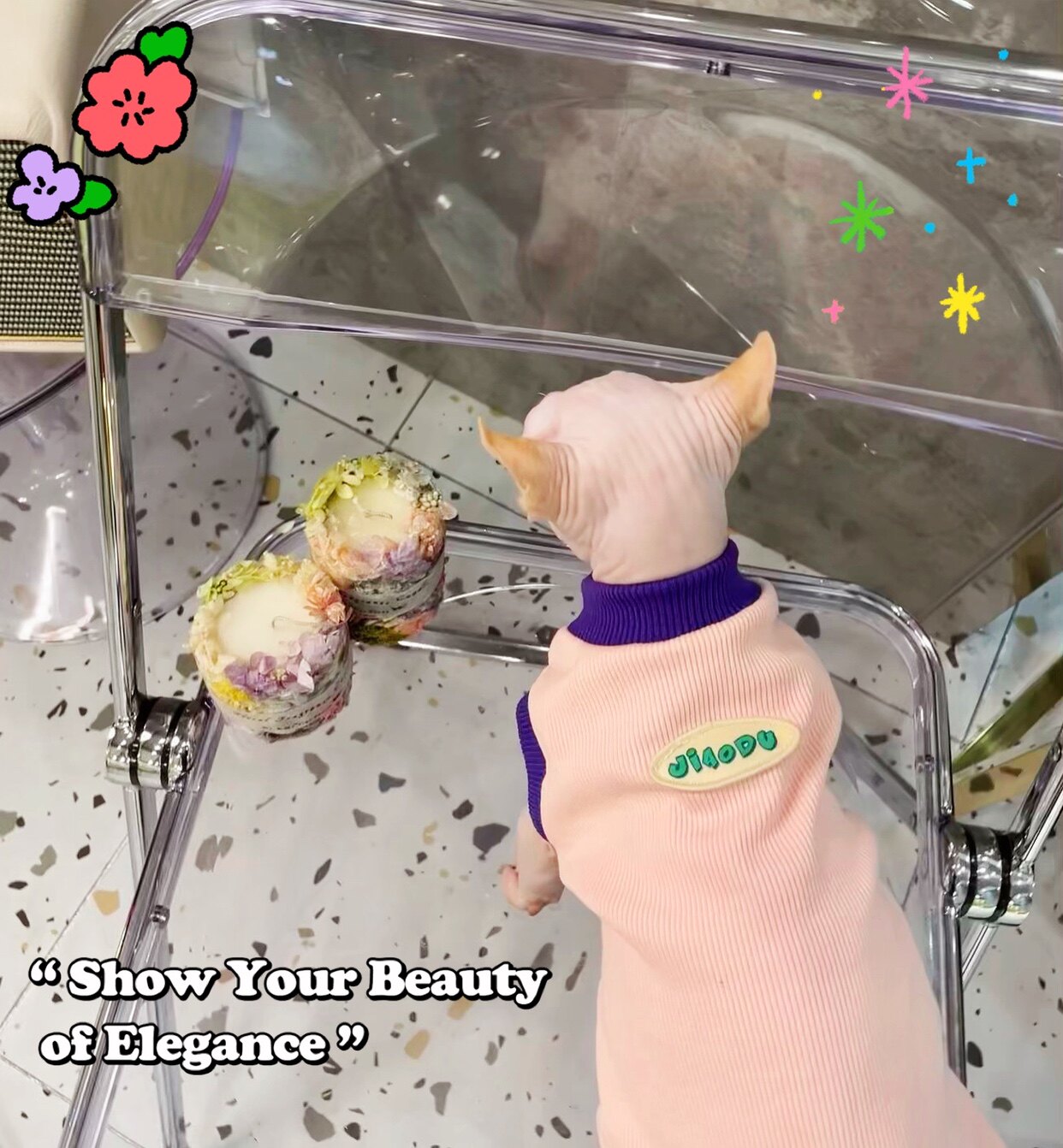 Cream is a hairless cat Spring and Summer General Mother Cotton for a Cat Spring Cat