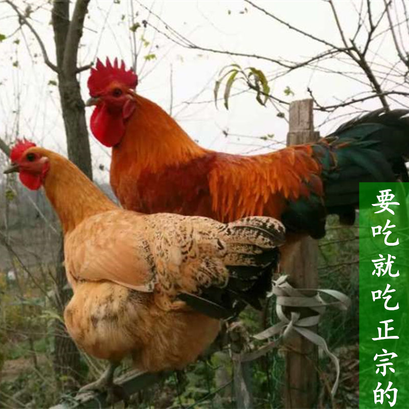 Native-bred farmhouse Scattered Earth Chickens Old Hens 2 years Subei grass Chicken Chicken Chicken Live Chicken Now Killed Chicken Moon Chicken