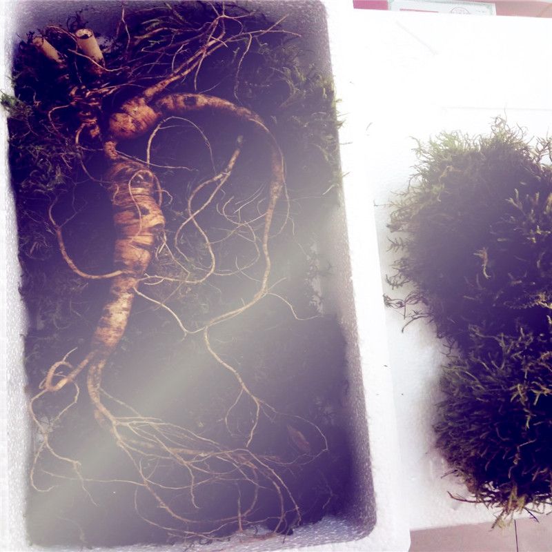 Ginseng Wild Mountain ginseng Fresh Wild Ginseng Wild Mountain Ginseng First-class product Changbai Mountain Ginseng Wild Mountain Ginseng Millennium Wild Mountain Ginseng
