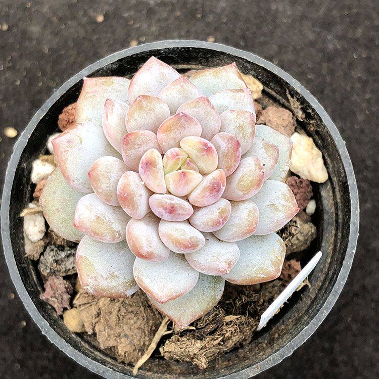 星星橙 多肉植物 多肉植物星星橙玉芙蓉室内精品萌肉好养 