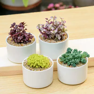 趣玩园艺多肉植物盆栽黄金草胭脂云小球玫瑰白瓷多肉花盆覆盆草