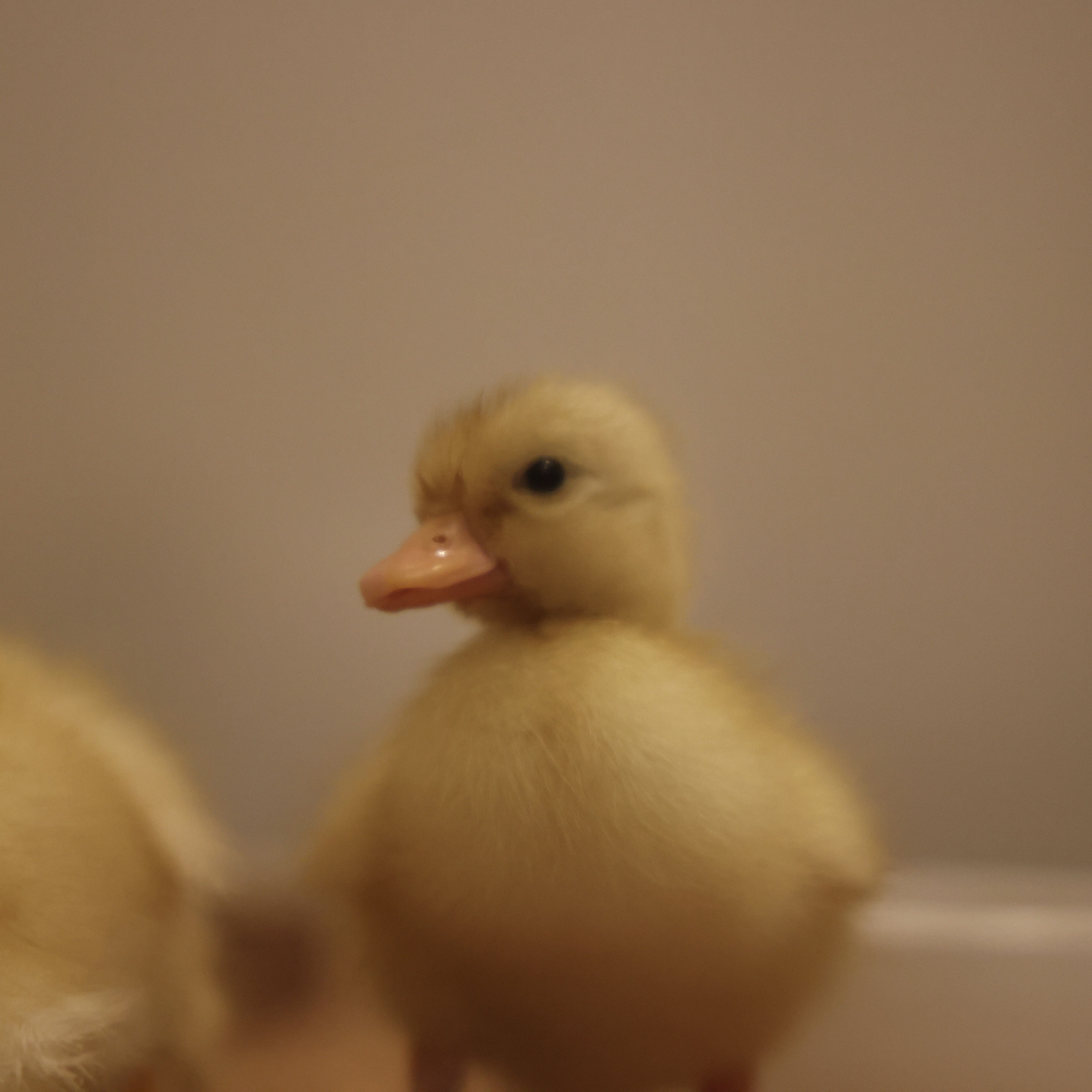 泰泰柯尔鸭