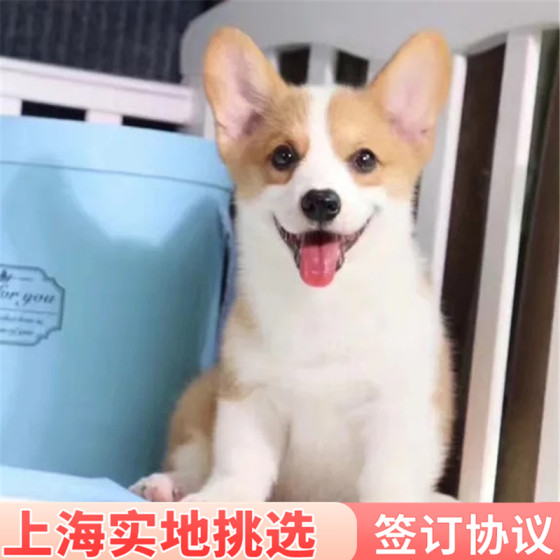 Corgi purebred puppies, pet dogs, live animals can be selected on the spot in Shanghai