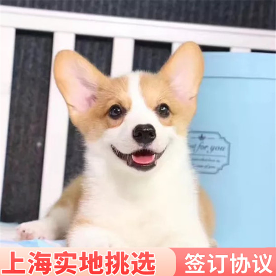 Corgi purebred puppies, pet dogs, live animals can be selected on the spot in Shanghai