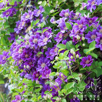  Weiwei Horticulture-Clematis-love Hyun delicate small flowers multi-flower giant can open dwarves suitable for balcony potted plants big promotion