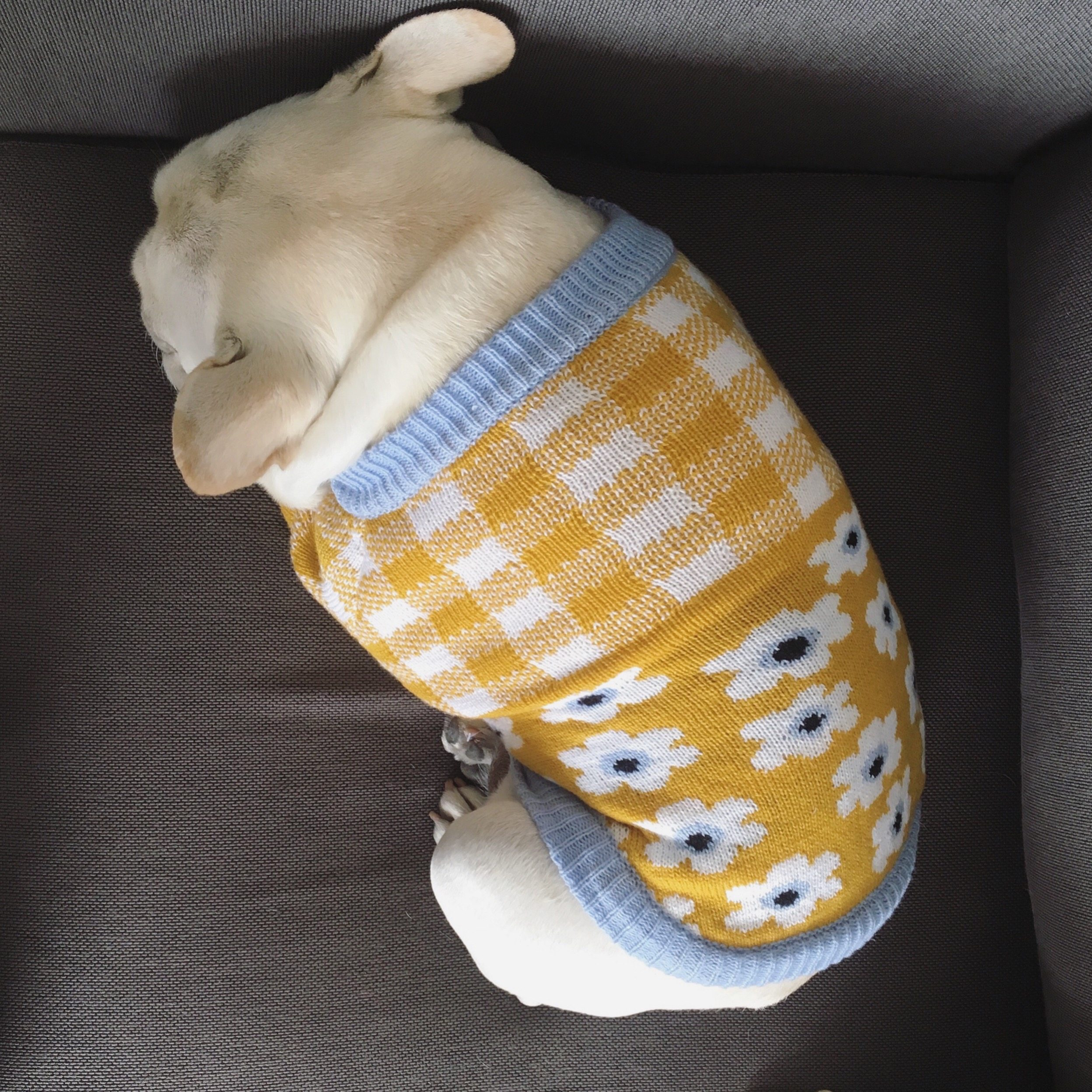 Clear Barn Faro Sweater Bagbrother Sweater Coat Big Size Fat Dog Clothes Pet Pooch Flowers Fur Coat Autumn Winter 