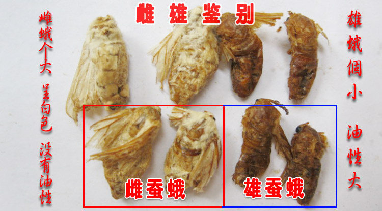 雄蚕和雌蚕的区别图片,雄蛾和雌蛾的区别图片,雄蚕蛾和雌蚕蛾的图片_大山谷图库