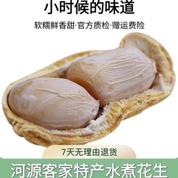 (25 Years New Crop Peanuts) Heyuan Specialty Boiled Salted Dried Peanuts, Sun-Dried, Soft, Glutinous, Fresh, Fragrant and Sweet