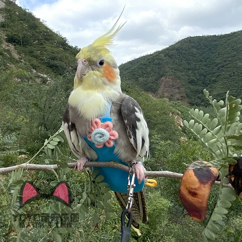Сверхлегкий йо-йо, делается под заказ, дорожная версия, домашний питомец