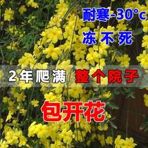 Forsythia flower seedlings Spring flowers Small seedlings overgrown yellow tiger tree seedlings Garden planting plants Balcony potted flowers