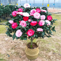 Camellia potted plants with buds Four seasons saplings Camellia seedlings Indoor plants Good cultivation Five-color red dan fragrant flowers