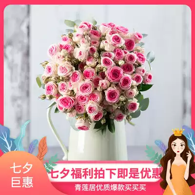 M04迷你伊甸园青莲居月季蔷薇玫瑰花苗迷你阳台灌木欧月花卉