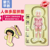 Childrens early teaching sensory human body multilayer puzzle boy girl body organ cognitive puzzle toy wooden splice