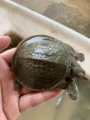 中华黄河甲鱼生态种苗