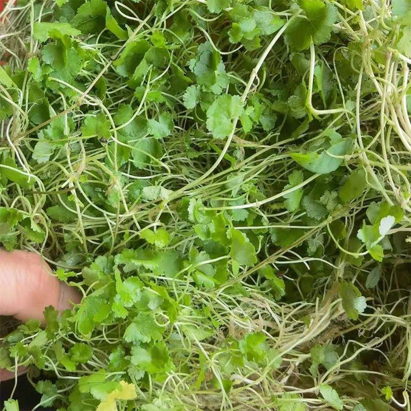 Fresh Money Grass, Ground Cover Grass, Pennywort, Gypsophila, Broken Copper Coins, Chaoshan Land Grass, Mirror Grass, Star Grass Fresh Money Grass, Ground Cover Grass, Pennywort, Gypsophila, Broken Copper Coins, Chaoshan Land Grass, Mirror Grass, Star Grass