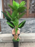 Kerry Simulation Basana Tree Популярное цветочное искусство пластиковое цветочное цветочное покрытие Bonsai Большое зеленое банановое дерево Потана