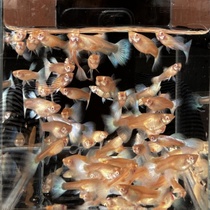 Sky blue guppies (any 3 orders shipped 6 orders free 50 grams of feed) blue and white guppies tropical fish