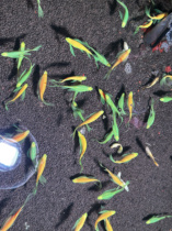 High-quality self-selected butterfly wings 2 pieces 3 orders shipped 6 orders delivered with feed