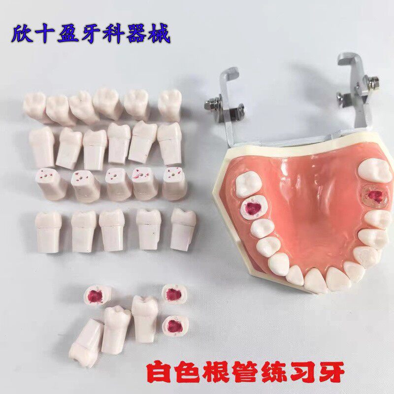 牙科口腔模型根管牙粒 离体白色根管牙粒 不透明根管开髓树脂牙粒