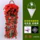 Mô phỏng Violet Lan Vine Wall Treo Hoa Lan nhựa Hoa Hoa Vine Trang trí phòng khách Hoa Sakura Hoa Mây Mây Treo Tường - Hoa nhân tạo / Cây / Trái cây