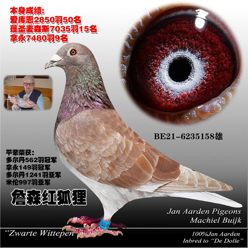 追飞铭鸽
