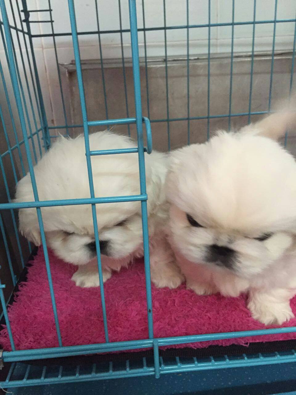 纯种白京巴北京犬宠物小狗幼犬 可上门 两个月大