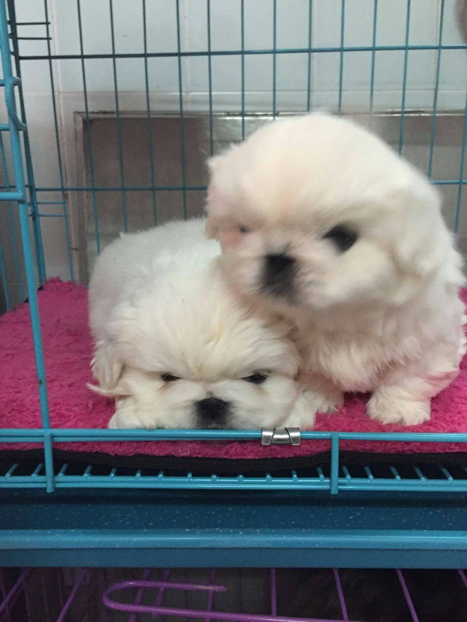 纯种白京巴北京犬宠物小狗幼犬 可上门 两个月大