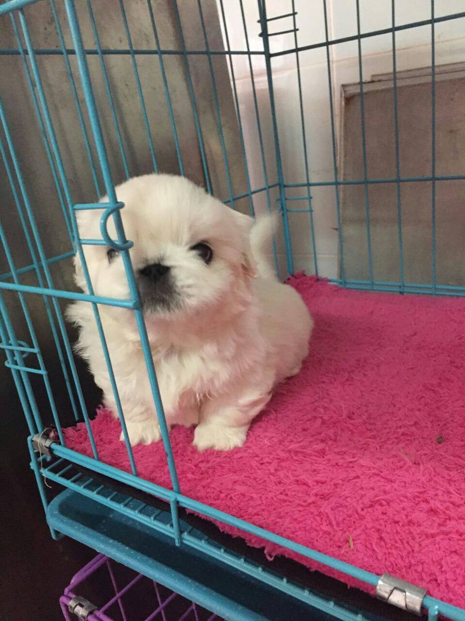 纯种白京巴北京犬宠物小狗幼犬 可上门 两个月大