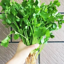 蔬菜种子四季常见菜种籽【70多款种类】