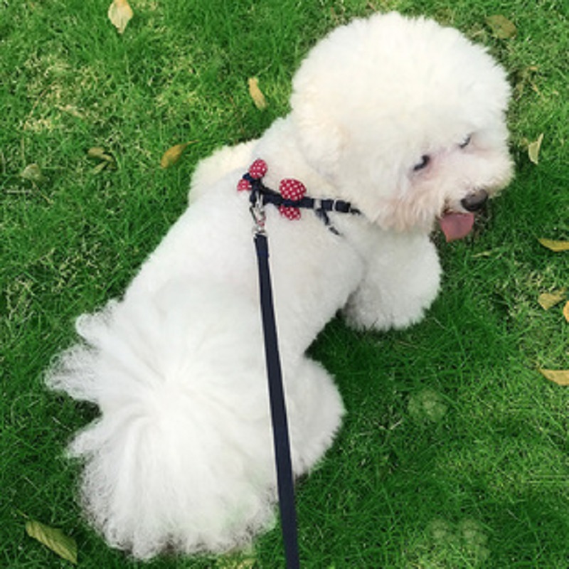 宠物狗狗牵引绳背心式狗链子遛狗绳小型犬幼犬牵狗绳日式小狗背带