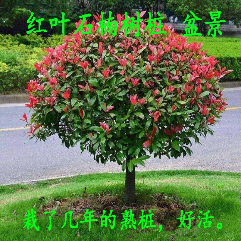 Red Leaf Stone Nanmiao Flame Red Small Fry Fence Sapling Wall Greening Engineering Color Block Miao Courtyard Four Seasons Plant
