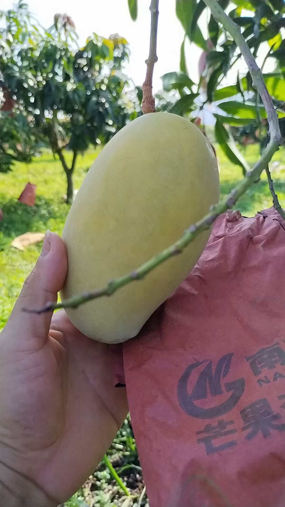 海南昌江芒果庄