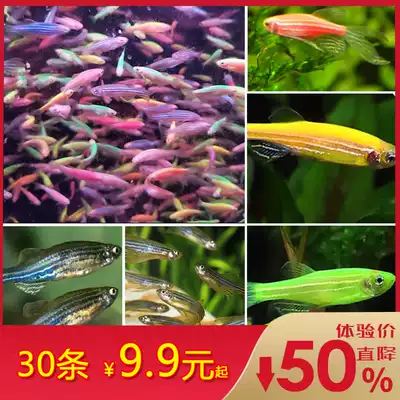 Living small tropical fish ornamental fish red-spotted blue zebrafish good-keeping easy-to-live light fish swimming freshwater fish
