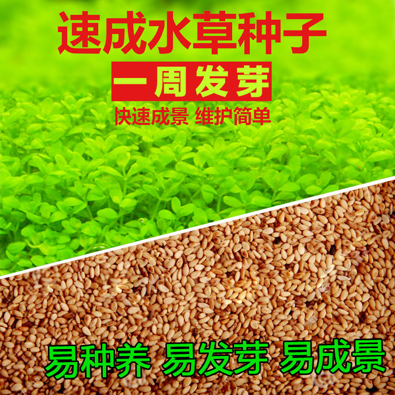 Aquarium seeds free postage fish tank aquatic plants foreground grass quick lawn seeds live aquarium landscaping super mini dwarf