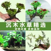 Aquarium lazy water grass landscape sunken wood water Banyan Living Water Grass Mud Fish Tank landscape package decoration real water grass