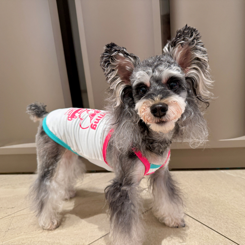 Fun Pet Clothing Spring and Summer Thin Sun-Protective Mesh Beach Camisole for Teddy, Pomeranian, Shiba Inu, Schnauzer Dogs