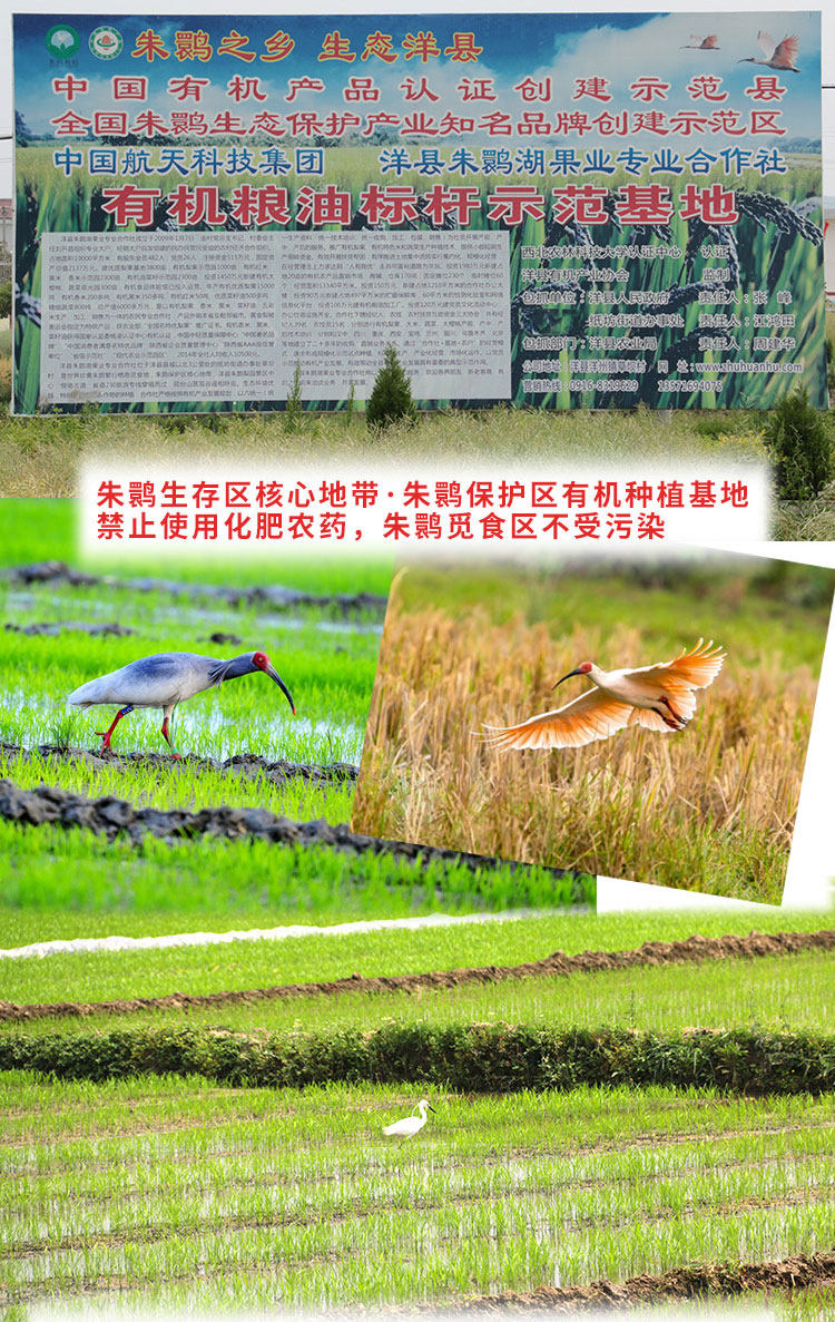 三国有机认证 朱鹮湖 洋州四宝 有机籼米 大米 5斤 淘宝优惠券折后￥19.9包邮（￥39.9-20）