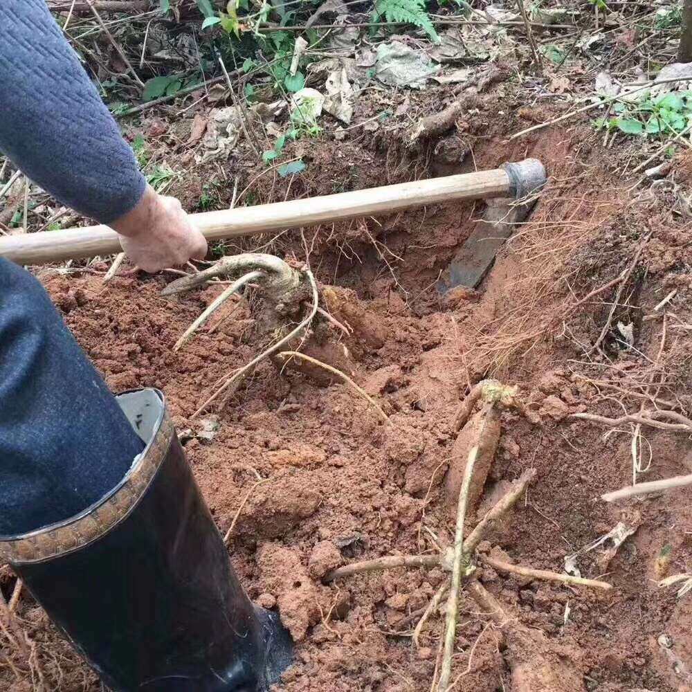 山野里