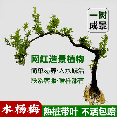 Water bayberry native fish tank hydroponic plant, water and land stream turtle tank landscape tree, lazy person's plant, easy-to-grow and long-lasting potted plant