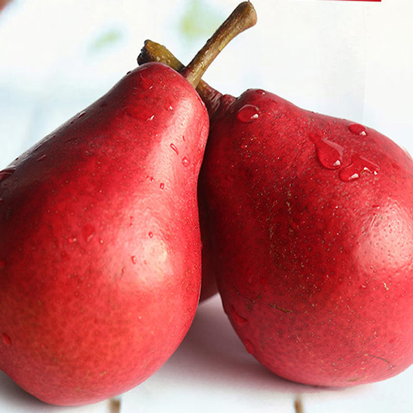 河南灵宝 红啤梨 5斤¥19.9包邮 河南灵宝 红啤梨 5斤¥19.9包邮