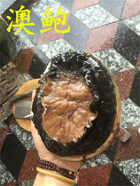 Dongshan Island wild sea caught live big abalone seafood Australian abalone dried green abalone more than a single catty