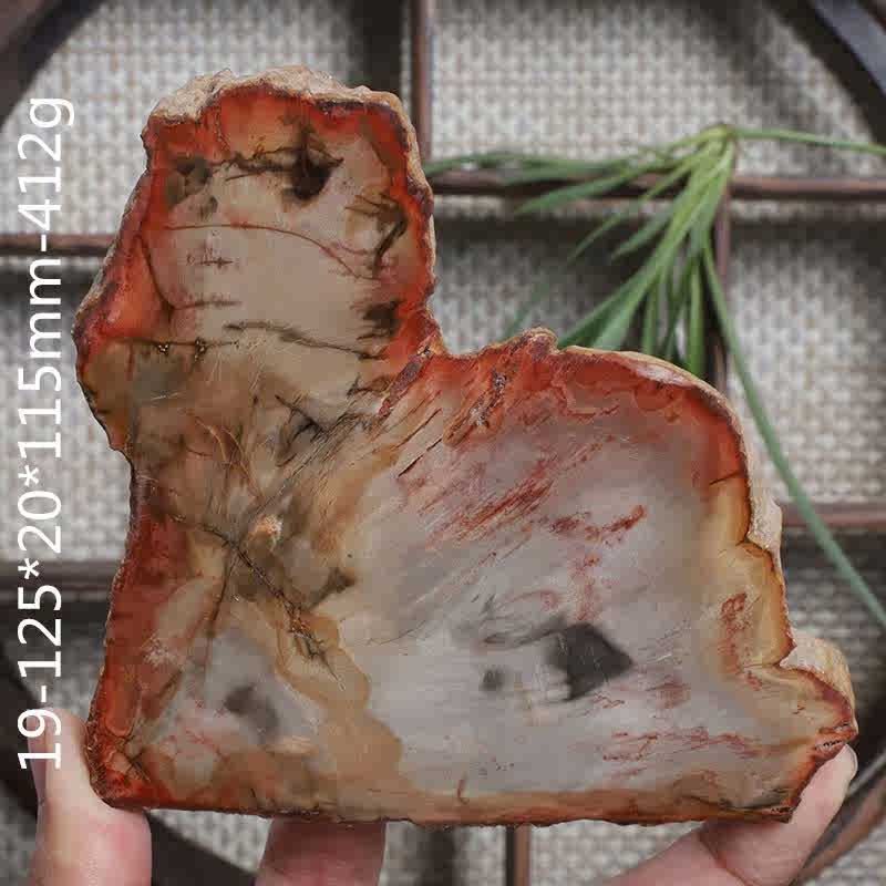 天然木化石原石木化石片切片原石摆件矿物标本一物一图