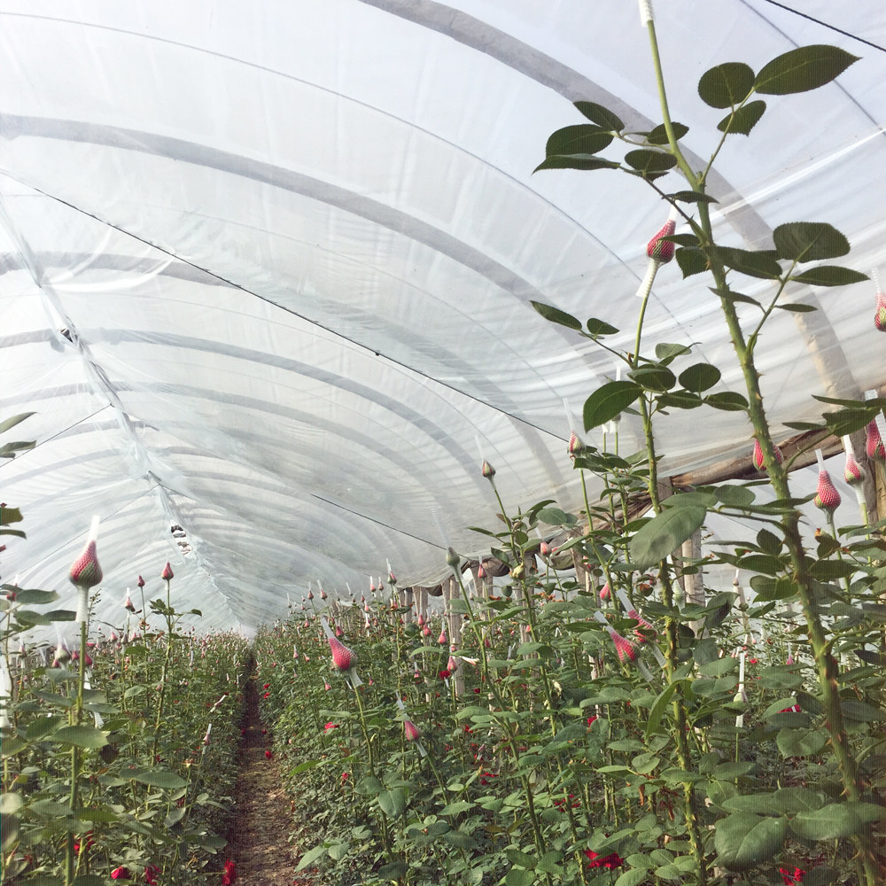 Leima plastic] Leima brand insulation plastic film Long life astigmatism greenhouse film diffuse scattering flower greenhouse