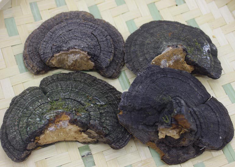 长白山野生暴马丁香桑黄