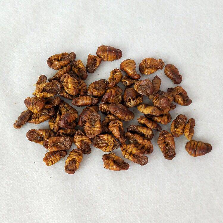 Cicada pupa dried macaroni rat snack fattening protein supplement 10 grams