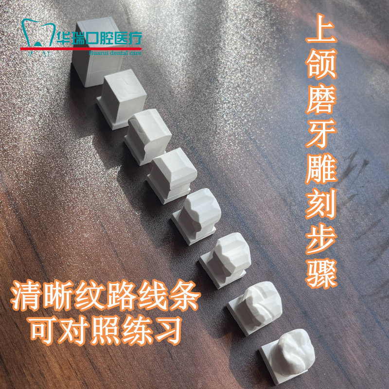 牙科 口腔学生练习雕刻牙齿步骤模型 2.5倍石膏雕牙步骤演示模型