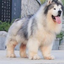 Pedigree Alaska-Gray Peach Boutique-Border Collie-Integrity Management