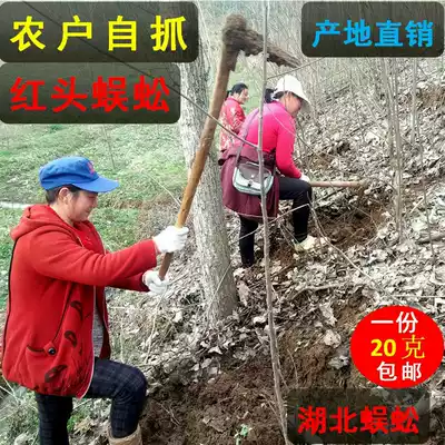 Centipede dry Hubei red head Wugong wine wild centipede dry body centipede meat medicinal material Tianlong can be beaten big Wu Gong